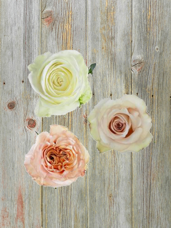 NEUTRAL SHADES ASSORTED  COLOR ROSES